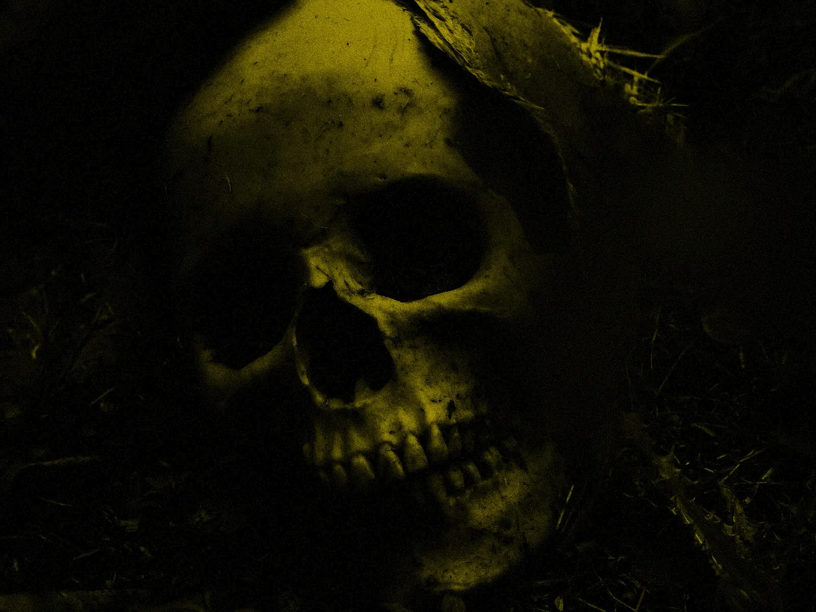 A skull in the dark